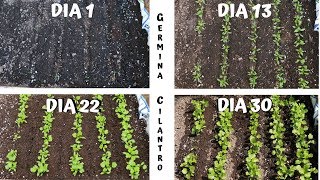 GERMINAR Y CULTIVAR CILANTRO EN CASA [upl. by Eladnor]