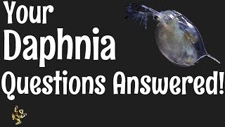 Daphnia Questions Answered [upl. by Eitteb]