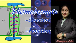 Plasmodesmata structure and functionSnebs Biology [upl. by Aisatna]