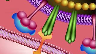 Neuraminidase Inhibitors Mechanism of Action [upl. by Victorie]