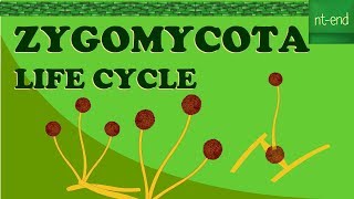 ZYGOMYCOTA LIFE CYCLE biology fungi division lifecycle [upl. by Ynnel115]