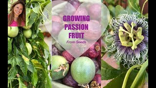 GROWING PASSION FRUIT FROM SEED  PASSIFLORA ✅Ask Shirley [upl. by Johanan]