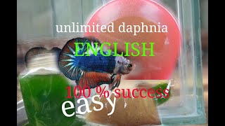 daphnia moina culture Easy way Unlimited production English  with sub Green water Chlorella [upl. by Ymmas]