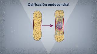 Osificación [upl. by Dituri]