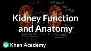 Kidney function and anatomy  Renal system physiology  NCLEXRN  Khan Academy [upl. by Elleynod]