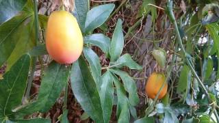 Passiflora caerulea from flower to fruit [upl. by Walrath]