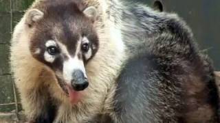 Cute Coati in the Childrens Zoo [upl. by Raul]