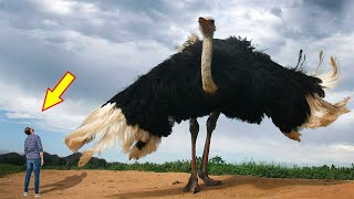 10 BIGGEST BIRDS In The World [upl. by Suravat]