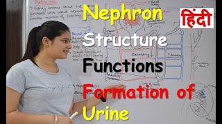 Nephron in Hindi  Structure  Functions  Urine formation  RajNEET Medical Education [upl. by Rednav]