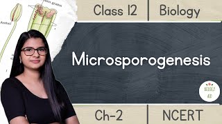 Class 12  Microsporogenesis  NCERT Hindi [upl. by Xuaegram]