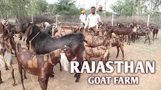 Rajasthan Goat Farm Sirohi Goats Full Qulity [upl. by Gine]