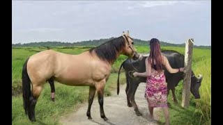 My sister training care her lovely horse in beginner 2021 [upl. by Asnarepse]