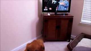 Golden Retriever Dog Barking At TV  Family Fued [upl. by Alenairam]