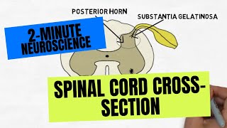 2Minute Neuroscience Spinal Cord Crosssection [upl. by Kora650]