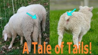 Lamb Tail Docking Without Blood How to Use an Elastrator [upl. by Ahsirek]