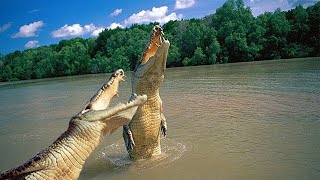 Alligator vs Crocodile [upl. by Arv433]