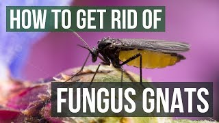 How to Get Rid of Fungus Gnats 4 Simple Steps [upl. by Adnarem599]