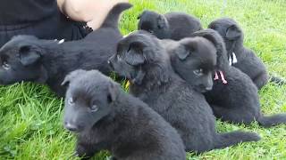 Groenendael puppies [upl. by Wurtz]