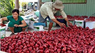 Asian Bell Fruit Agriculture Technology  Rose Apple Farm and Harvesting [upl. by Balbur]