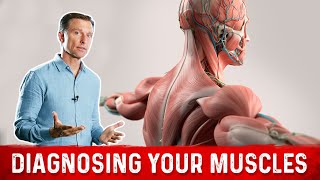 6 Things Muscles Tell You About Your Nutrient Status [upl. by Akehsat]