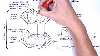 Sensory Tracts  Dorsal Column Medial lemniscus Pathway [upl. by Uolyram]