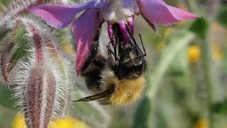 13 great Pollinatorfriendly Plants for Allotments [upl. by Merla]