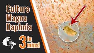 How to culture DAPHNIA MAGNA  The easy way [upl. by Ahsilla]