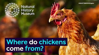 Where do chickens come from  Surprising Science [upl. by Eceinhoj]