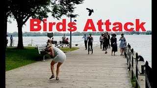 Birds Attack People and Funny Reaction [upl. by Anaiuq176]