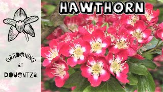 Hawthorn  Best Tree for a Small Garden  Irish Fairy Tradition [upl. by Fulmer]