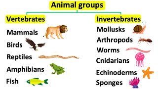 Animal groups  Vertebrates amp invertebrates [upl. by Anicart]