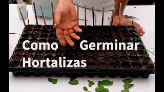 Como Germinar Hortalizas en Semillero  Lombriz MX [upl. by Denna]