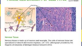 Introduction to Cytology Part 1 [upl. by Dorina]