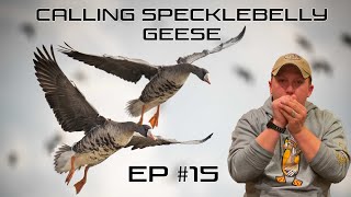 Calling Specklebelly Geese  EP 15 Field Facts with Forrest [upl. by Kirima]