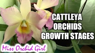 Growth stages of Cattleya orchids [upl. by Roice113]