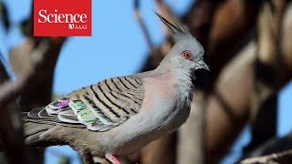 Pigeons sound a warning call—with their feathers [upl. by Lougheed]