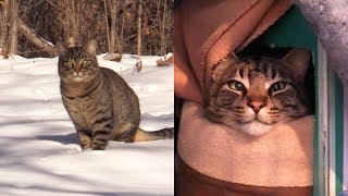 2 Abandoned Cats Rescued from FREEZING Weather [upl. by Ahsiya]