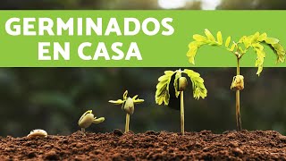 CÓMO HACER GERMINADOS de LENTEJAS EN CASA [upl. by Annalla]