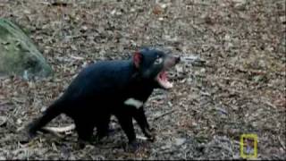 Bite of the Tasmanian Devil  National Geographic [upl. by Harty839]