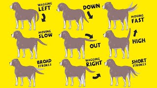 Interpret Dog Tail Wags How to Understand Dogs Body Language [upl. by Cohby377]