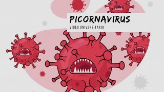 Picornavirus 🦠  Microbiología Clínica🧫 [upl. by Kannav157]