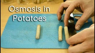 Osmosis in Potato Strips  Bio Lab [upl. by Lorine]