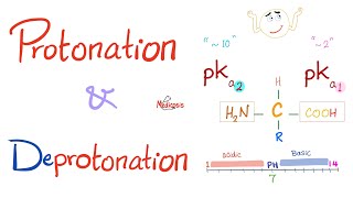 Amino Acids Part 3 pH and Pka  Biochemistry for MCAT DAT NEET [upl. by Caines]