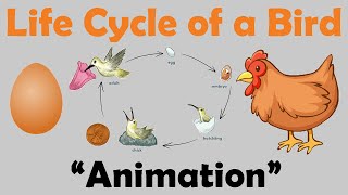 BIRD LIFE CYCLE  Animation [upl. by Nediarb]