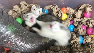 Adorable Baby Ferrets Playing [upl. by Llevron]