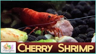 All About Cherry Shrimp  Easy Fast Breeding and Cute Neocaridina [upl. by Toback702]