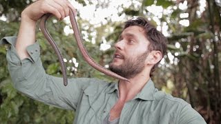 GIANT EARTHWORM DISCOVERED IN ECUADOR [upl. by Nevur]