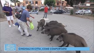 Roma una città bestiale i cinghiali per le strade  La vita in diretta estate 22062018 [upl. by Deering]