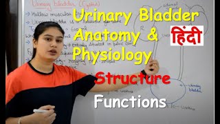 Urinary Bladder Anatomy amp Physiology in Hindi  Structure  Functions [upl. by Alenairam]