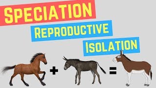 Speciation  Prezygotic vs Postzygoic Barriers  Forms of Reproductive Isolation [upl. by Nnylasor]